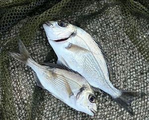 Gilthead Seabream
