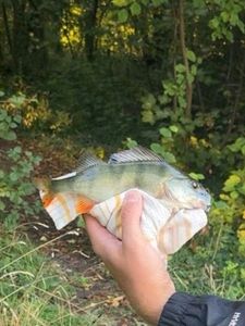 European Perch