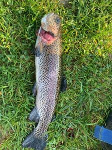 Rainbow Trout