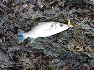 European Bass (Seabass)