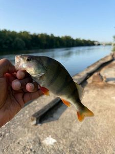European Perch