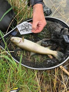 Brown Trout