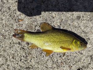 Tench