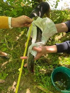 European Eel (Common Eel)
