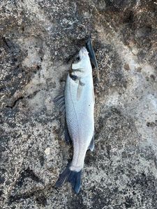 European Bass (Seabass)