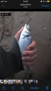 European Bass (Seabass)