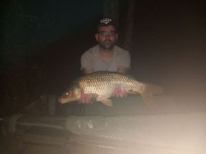 Common Carp