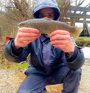 Brown Trout