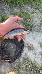 Brown Trout