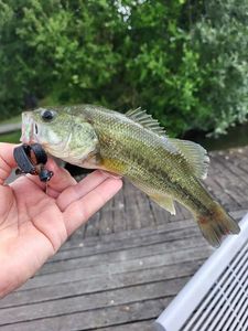Largemouth Bass