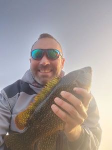 Ballan Wrasse
