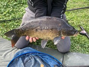 Mirror Carp