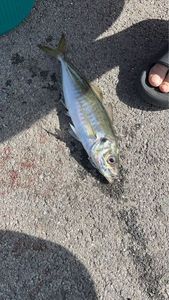 Mediterranean Horse Mackerel