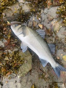 European Bass (Seabass)