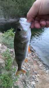 European Perch