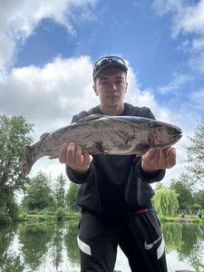 Rainbow Trout
