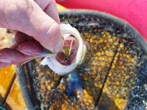 European Bass (Seabass)
