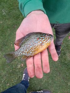 Green Sunfish