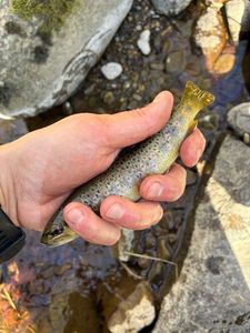 Brown Trout