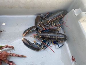 European Lobster