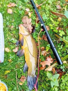 Tench