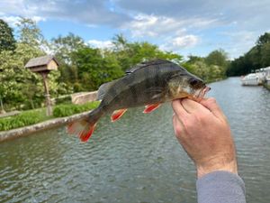 European Perch