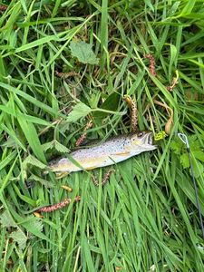 Brown Trout