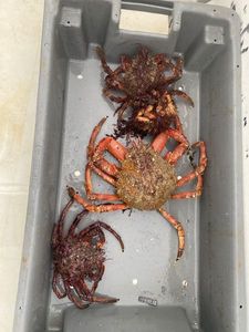 European Spider Crab