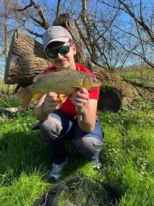 Common Carp
