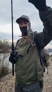 Spinycheek Crayfish