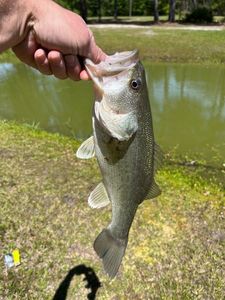 Largemouth Bass