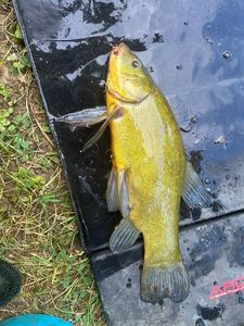 Tench