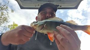European Perch