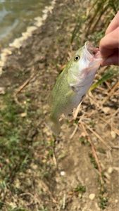 Largemouth Bass