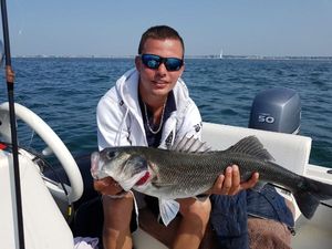 European Bass (Seabass)