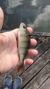 European Perch