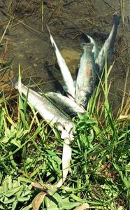 Rainbow Trout