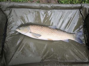 Grass Carp