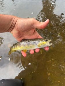 Brown Trout