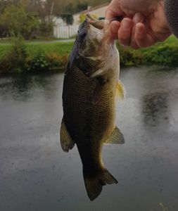 Largemouth Bass