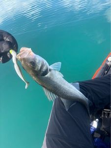 European Bass (Seabass)