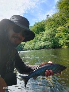 Grayling