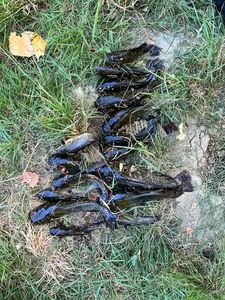 Black Bullhead