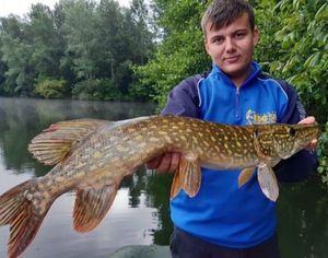 Northern Pike