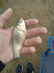 Crucian Carp