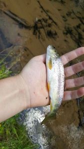 Cutthroat Trout
