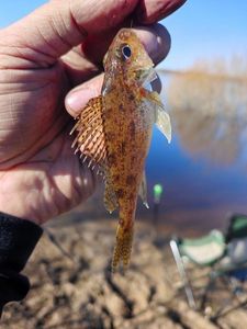 Ruffe