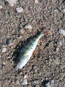 European Perch