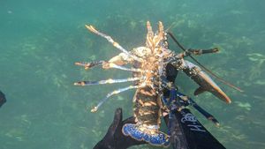 European Lobster