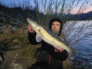 Zander